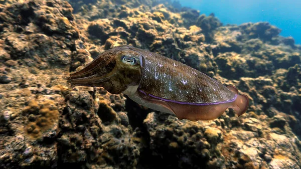 Mürekkepbalığının Sualtı Fotoğrafı Tayland Daki Phi Phi Adaları Ndaki Bir — Stok fotoğraf