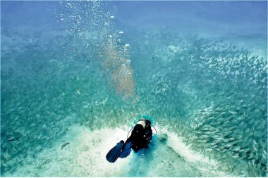 Bir dalgıcın sualtı fotoğrafı ve balık sürüsü. Atlas Okyanusu 'ndaki Büyük Kanarya Adası' ndaki bir dalıştan.).