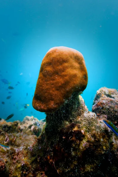 Komik Mercanların Sualtı Fotoğrafı Tayland Daki Koh Lipe Dalış Yaparken — Stok fotoğraf