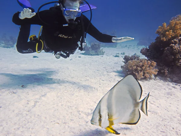 Underwater photo of a scuba diver and a Batfish. From a scuba dive in the Red sea - Egypt.