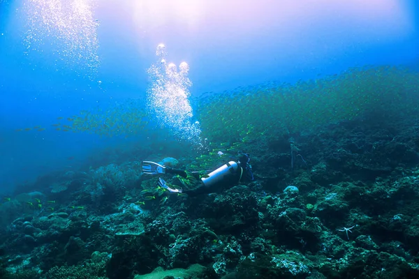 Underwater Photo Scuba Diver School Yellow Snappers Phi Phi Islands — Stock Photo, Image