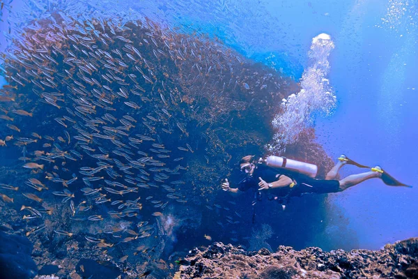Підводне Фото Водолаза Акваланга Школи Жовтих Ножиць Островів Пхі Пхі — стокове фото