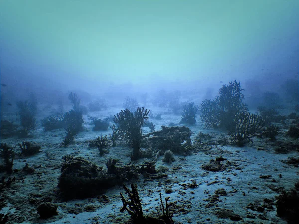 Underwater Photo Coral Reef Deep Scuba Dive Maldives — Stock Photo, Image