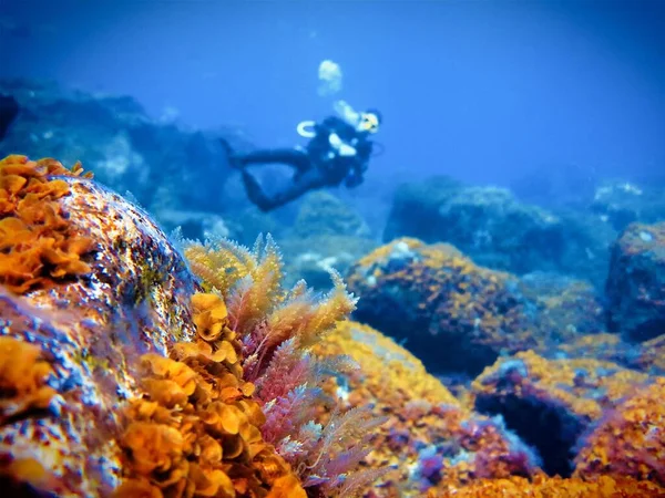 Фотографія Підводного Акваланга Аквалангу Біля Берегів Острова Ель Ієрро Атлантичний — стокове фото