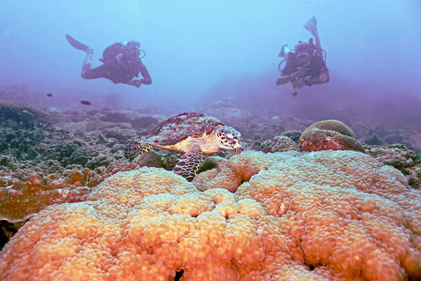 Underwater Photo Turtle Coral Reef Scuba Divers Scuba Dive Phi — Stock Photo, Image