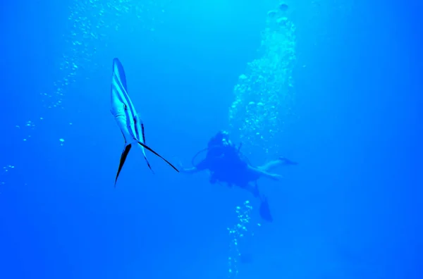 Víz Alatti Fotó Egy Batfish Ről Egy Búvárról Phi Phi — Stock Fotó