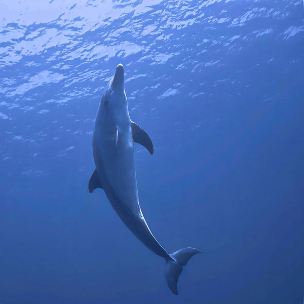 Onderwaterfoto Van Een Wilde Tuimelaar Dolfijn Het Blauw Egypte Rode — Stockfoto