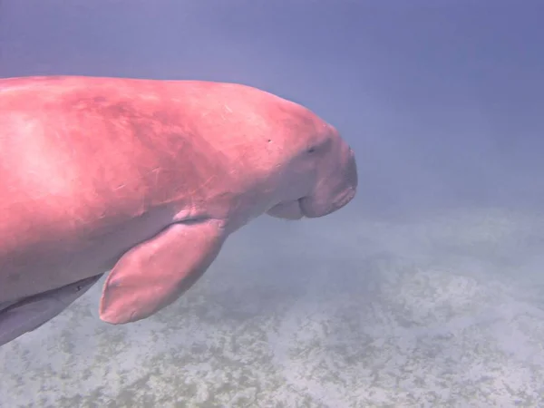 Underwater Photo Sea Cow Dugong Scuba Dive Red Sea Egypt — Stock Photo, Image