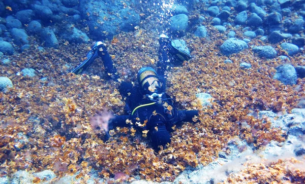 Unterwasserfoto Eines Tauchers Der Den Algen Liegt — Stockfoto