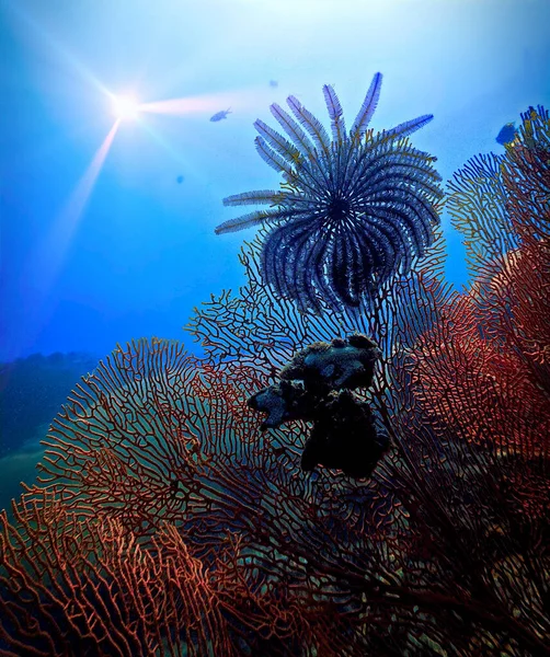 Υποβρύχια Φωτογραφία Πολύχρωμο Και Όμορφο Κοραλλιογενή Ύφαλο Από Μια Κατάδυση — Φωτογραφία Αρχείου