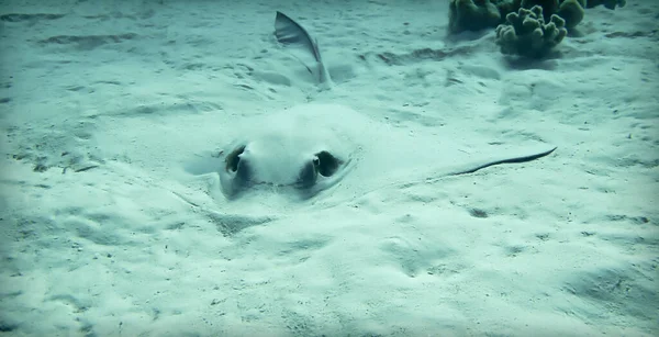 Podvodní Fotka Feathertailed Stingray Potápění Rudém Moři Egyptě — Stock fotografie