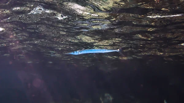 악어나 일강의 고기의 타이의 제도에서 스쿠버 다이빙을 하다가 — 스톡 사진
