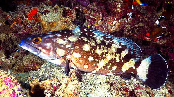 Undervattensfoto Grouper Från Ett Dyk Phi Phi Öarna Thailand — Stockfoto