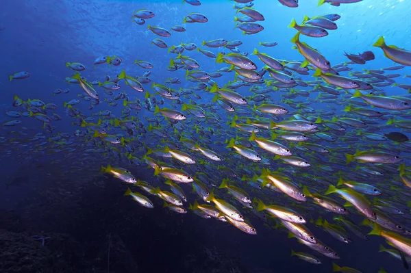 Onderwaterfoto Van School Vissen Het Blauw Van Een Duik Phi — Stockfoto