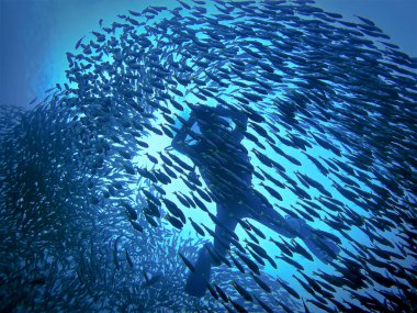 Tayland 'daki Phi Phi Adaları' ndaki Divesite Koh Bida Nok 'ta bir su altı dalgıcının ve balık sürüsünün sualtı fotoğrafı.