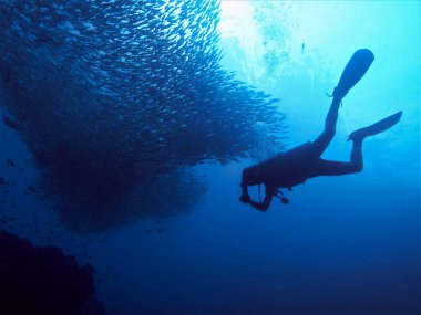 Tayland 'daki Phi Phi Adaları' ndaki Divesite Koh Bida Nok 'ta bir su altı dalgıcının ve balık sürüsünün sualtı fotoğrafı.