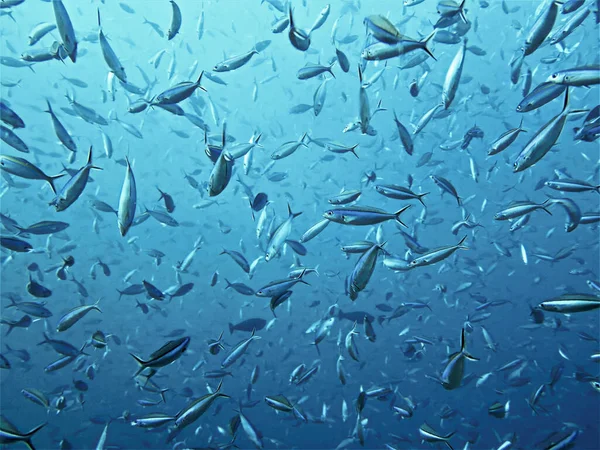 Foto Submarina Sopa Pescado Desde Una Inmersión Las Maldivas — Foto de Stock