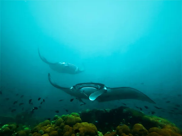 Underwater Photo Giant Manta Rays Angels Ocean Scuba Dive Maldives — Stock Photo, Image