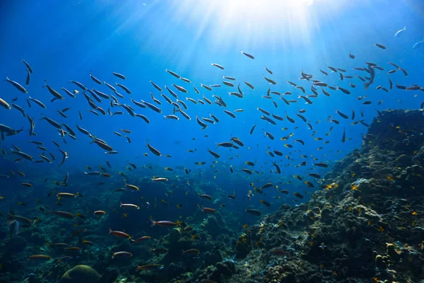 タイのピピ島のサンゴ礁で日光の学校魚の水中写真 — ストック写真