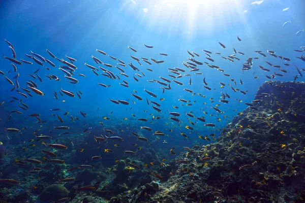 タイのピピ島のサンゴ礁で日光の学校魚の水中写真 — ストック写真