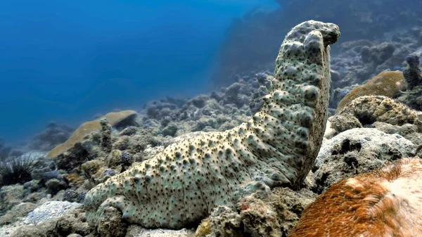 Underwaterphoto of giant Sea cucumber. From a scuba dive at Phi Phi Islands in Thailand.