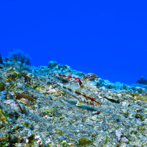 Foto Submarina Del Pez Cabra Desde Buceo Las Islas Phi — Foto de Stock