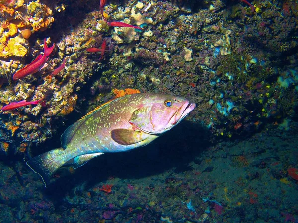 Mavili Orfoz Balığının Sualtı Fotoğrafı Isla Hormigas Taki Bir Dalıştan — Stok fotoğraf