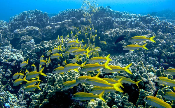 Foto Subaquática Cardume Peixe Cabra Mergulho Mar Vermelho Egito — Fotografia de Stock