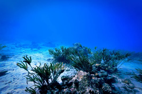 Υποβρύχια Φωτογραφία Της Άλγεας Στον Κοραλλιογενή Ύφαλο Από Μια Κατάδυση — Φωτογραφία Αρχείου