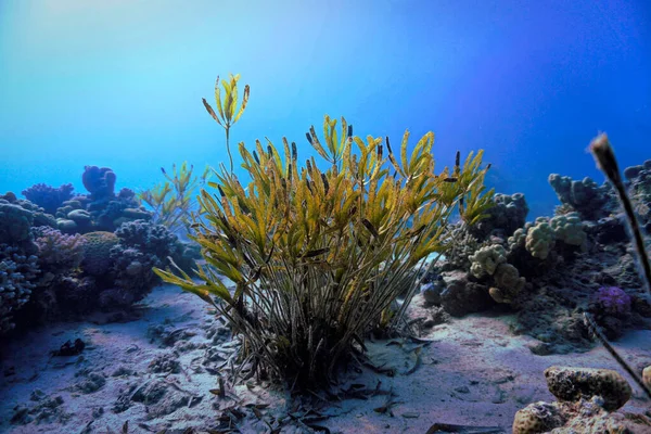 Onderwaterfoto Van Algea Bij Het Koraalrif Van Een Duik Rode — Stockfoto