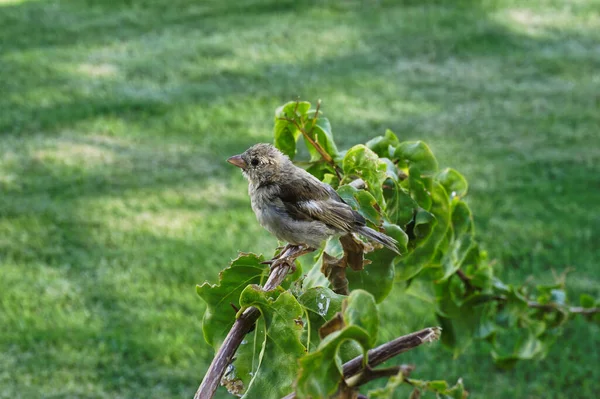 Oiseau Sur Arbre Egypte — Photo