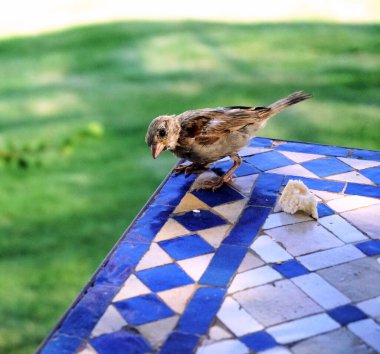 Mısır 'da mavi bir masada kuş