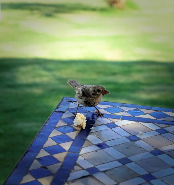 Pájaro Sobre Una Mesa Azul Egipto —  Fotos de Stock