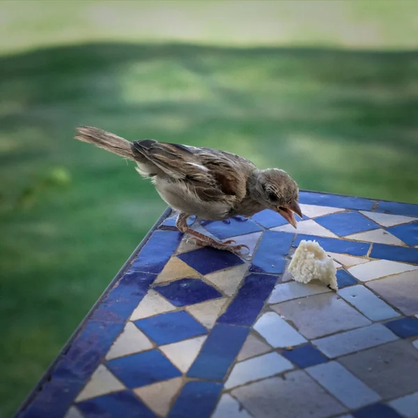 Vogel Auf Blauem Tisch Ägypten — Stockfoto