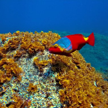 Renkli kırmızı papağan balığının sualtı fotoğrafı. Atlas Okyanusu 'ndaki El Hierro adasının kıyısındaki tüplü dalıştan..