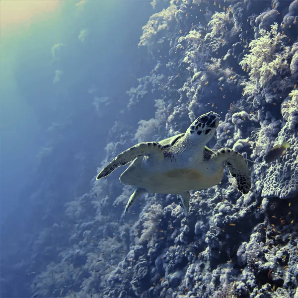 Mercan Resifinde Yüzen Deniz Kaplumbağasının Sualtı Fotoğrafı Mısır Daki Kızıl — Stok fotoğraf
