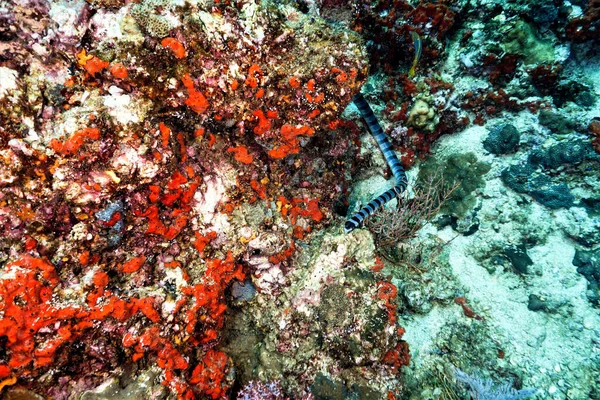 Podvodní Fotografie Mořského Hada Korálového Útesu Potápění Ostrovech Phi Phi — Stock fotografie