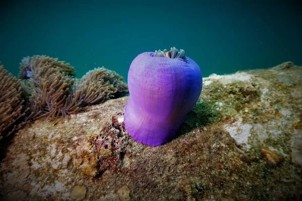 紫色仙女座的水下照片 在泰国潜水的时候 — 图库照片
