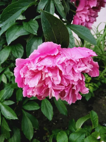Parlak pembe bir şakayık yağmurda çiçek açmaya başlar.