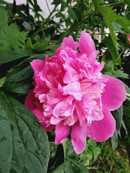 Parlak pembe bir şakayık yağmurda çiçek açmaya başlar.