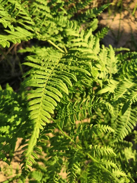 Pastos Forestales Brezo Día Soleado — Foto de Stock