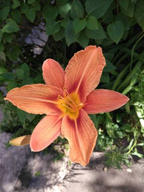 Güzel parlak turuncu günlük zambak, güneşli bir gün Haziran