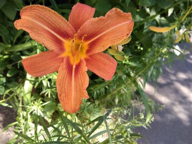 Güzel parlak turuncu günlük zambak, güneşli bir gün Haziran