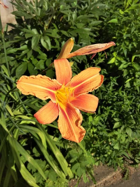 Beautiful bright Orange day-lily , sunny day June