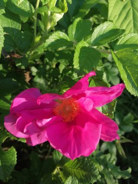 Yeşil arka planda, yaprakları güneşli gül kalçalı Bud.