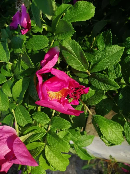 Yeşil arka planda, yaprakları güneşli gül kalçalı Bud.