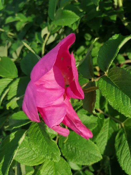 Yeşil arka planda, yaprakları güneşli gül kalçalı Bud.