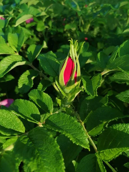 Yeşil arka planda, yaprakları güneşli gül kalçalı Bud.