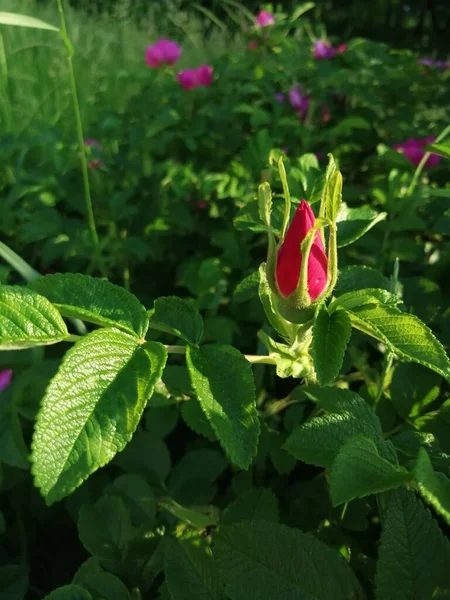 Yeşil arka planda, yaprakları güneşli gül kalçalı Bud.