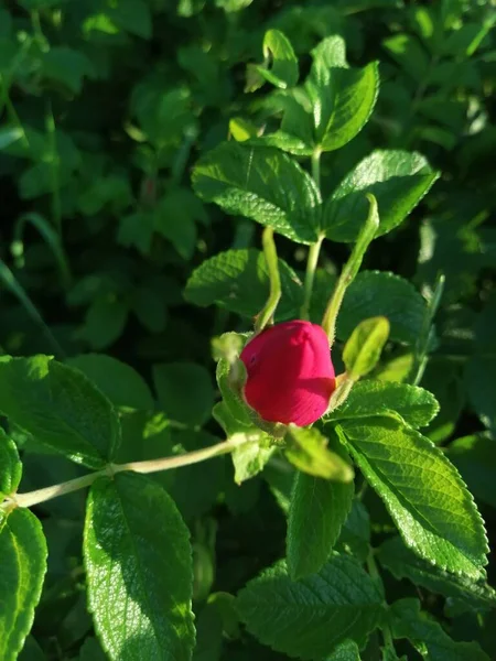 The Bud of rose hips on a green background with leaves sunny